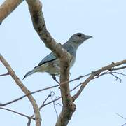 Glaucous Tanager