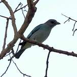 Tangara glauque