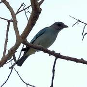 Glaucous Tanager