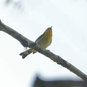 Black-and-yellow Tanager