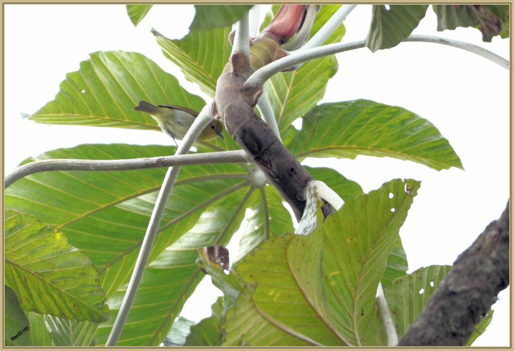 Black-and-yellow Tanager female adult