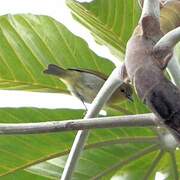 Black-and-yellow Tanager