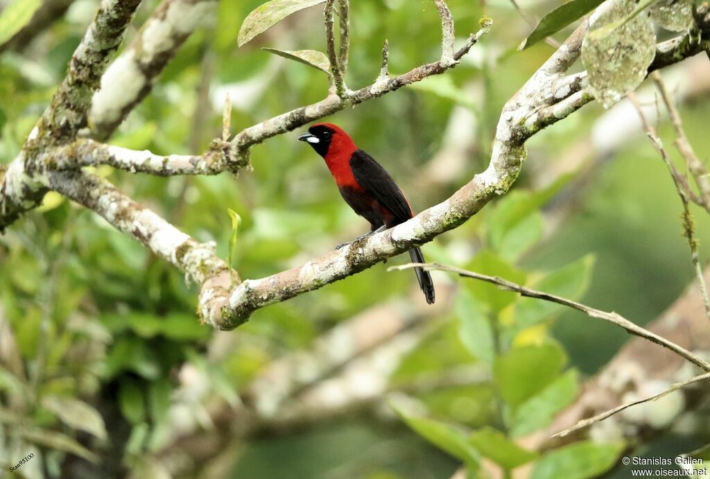 Masked Crimson Tanager male adult breeding