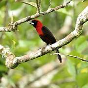 Masked Crimson Tanager