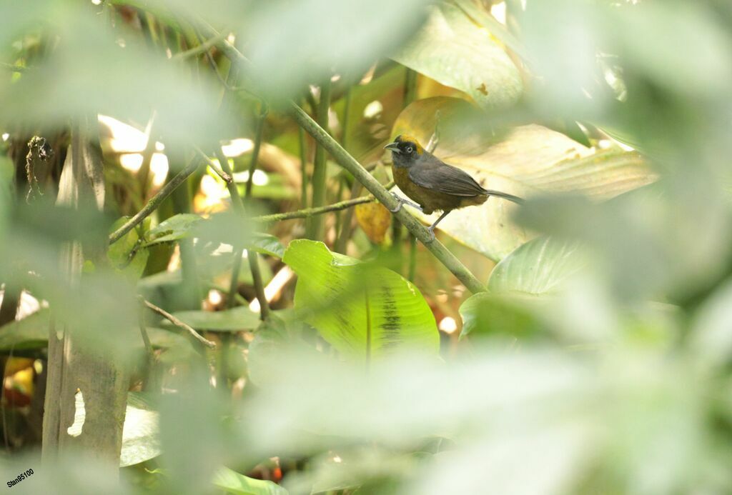 Dusky-faced Tanager male adult breeding