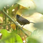 Dusky-faced Tanager