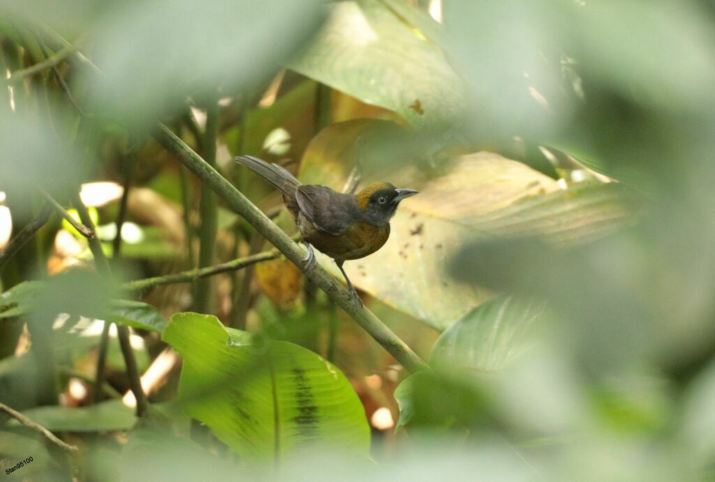 Dusky-faced Tanager male adult breeding