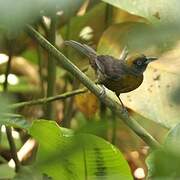 Dusky-faced Tanager