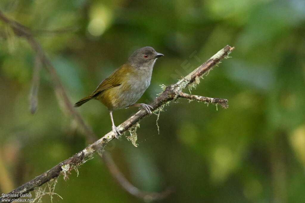 Dusky Bush Tanageradult, identification