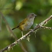 Dusky Bush Tanager