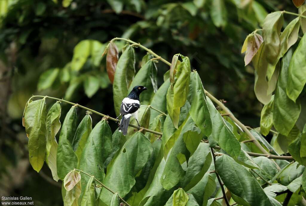 Tangara pillurionadulte, habitat