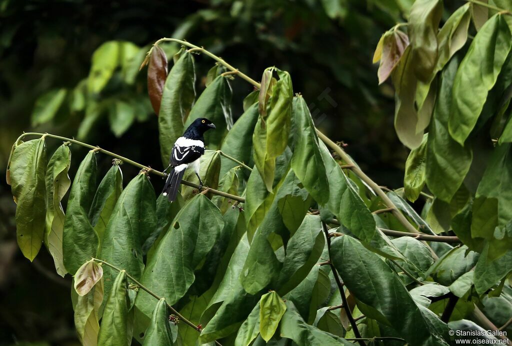 Magpie Tanageradult breeding