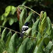 Magpie Tanager