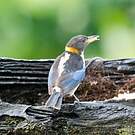 Golden-collared Honeycreeper