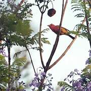 Summer Tanager