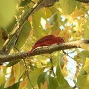 Summer Tanager