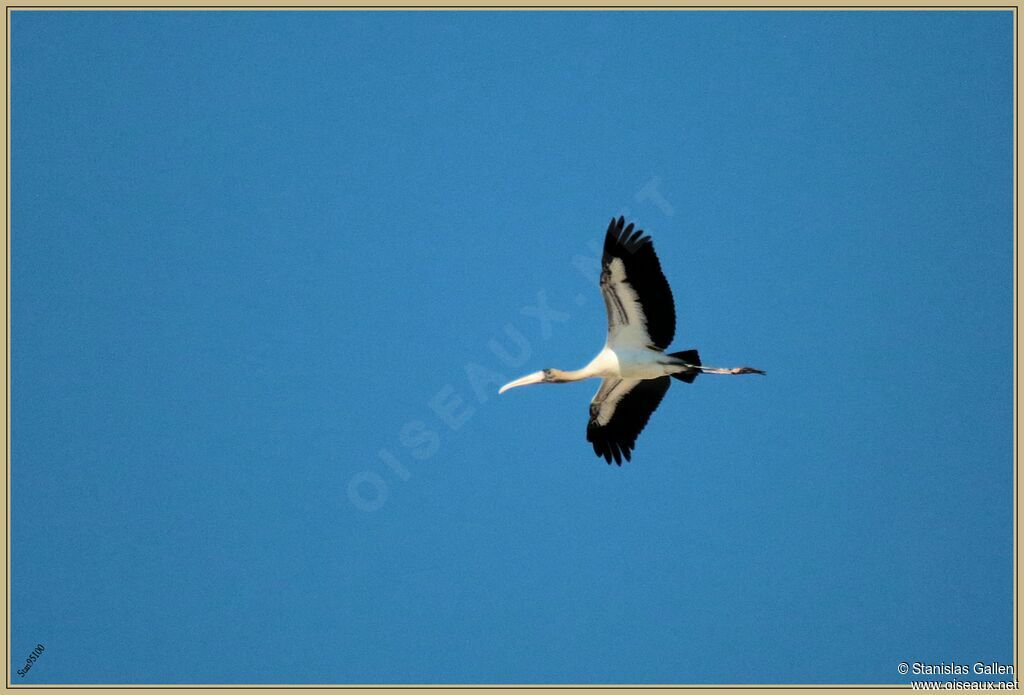 Wood Storkadult transition, Flight