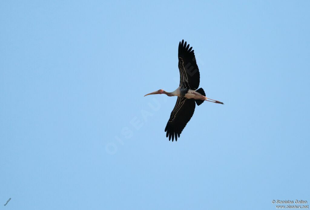 Painted Storkadult, Flight