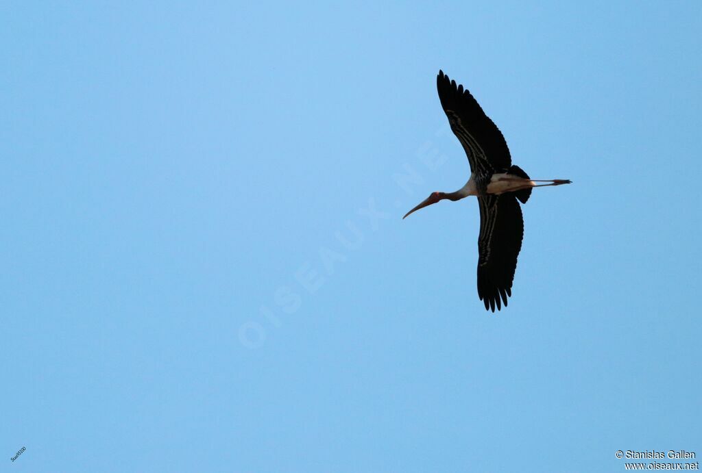 Painted Storkadult, Flight