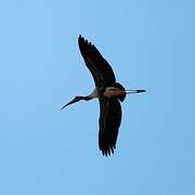 Painted Stork