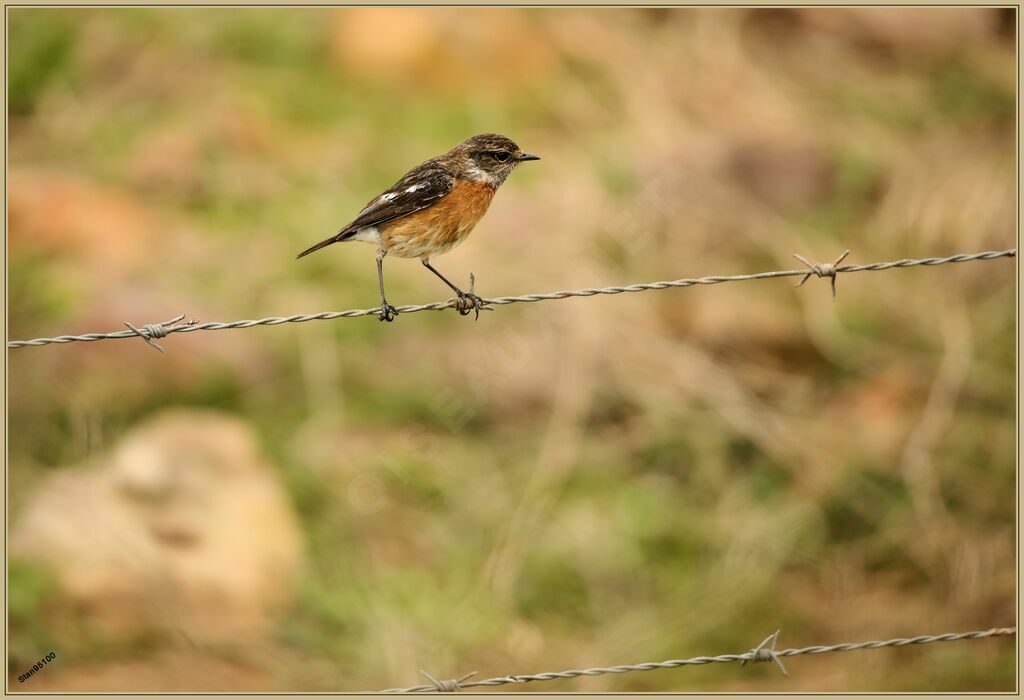 African Stonechat male adult transition