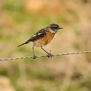 African Stonechat