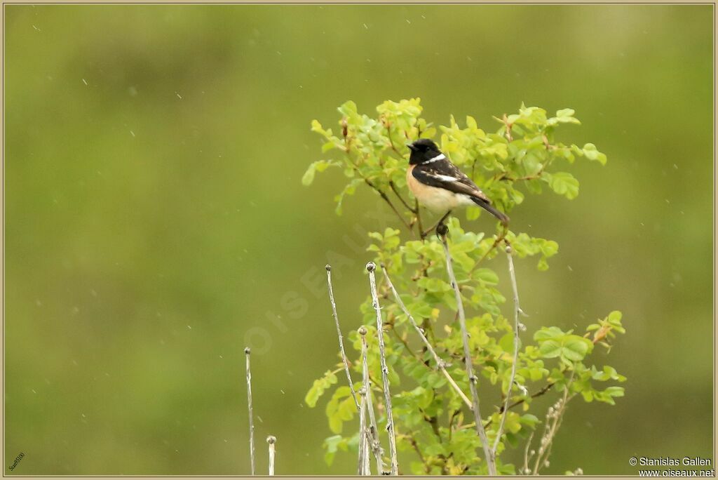 Siberian Stonechat male adult breeding