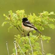 Siberian Stonechat