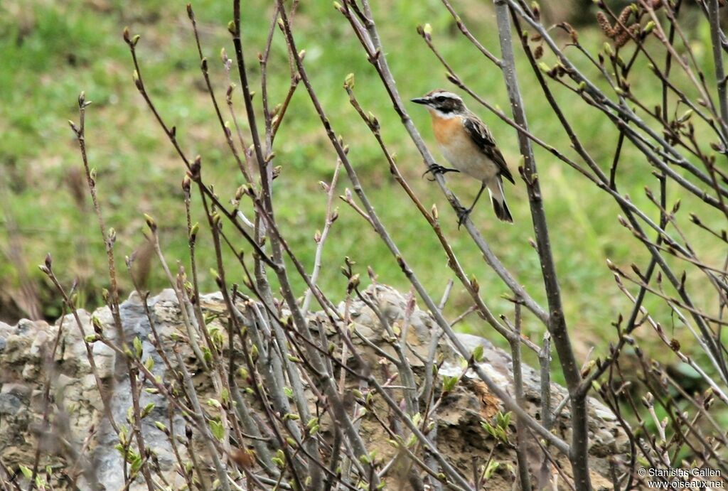 Whinchat male adult breeding