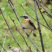 Whinchat