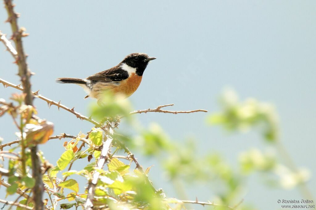 European Stonechat male adult breeding, close-up portrait