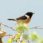 European Stonechat