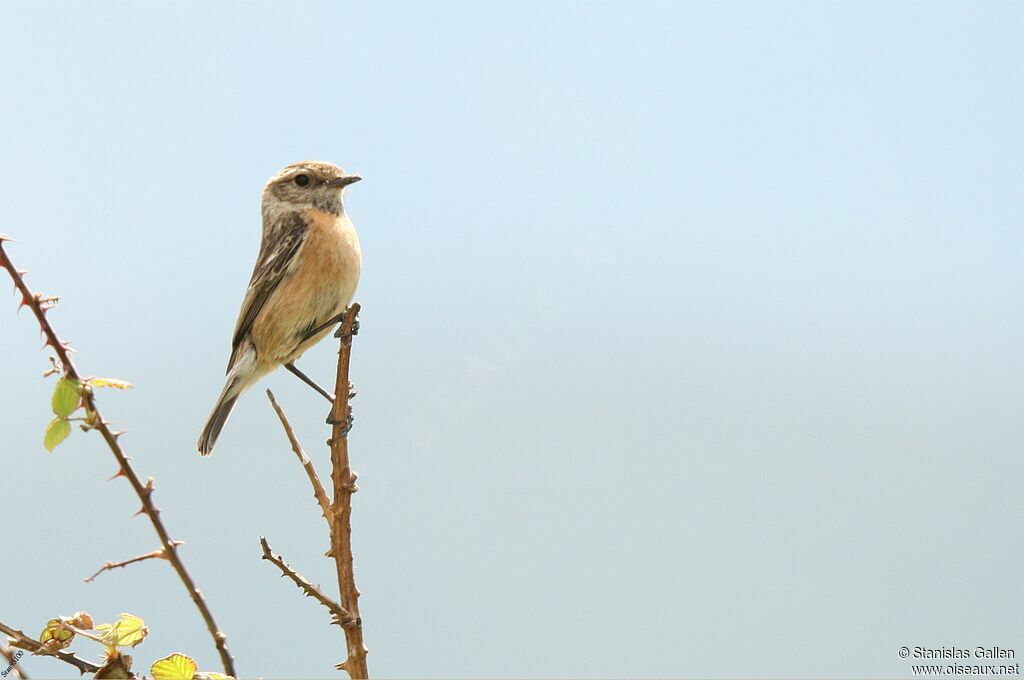 European Stonechat female adult breeding, close-up portrait