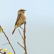 European Stonechat