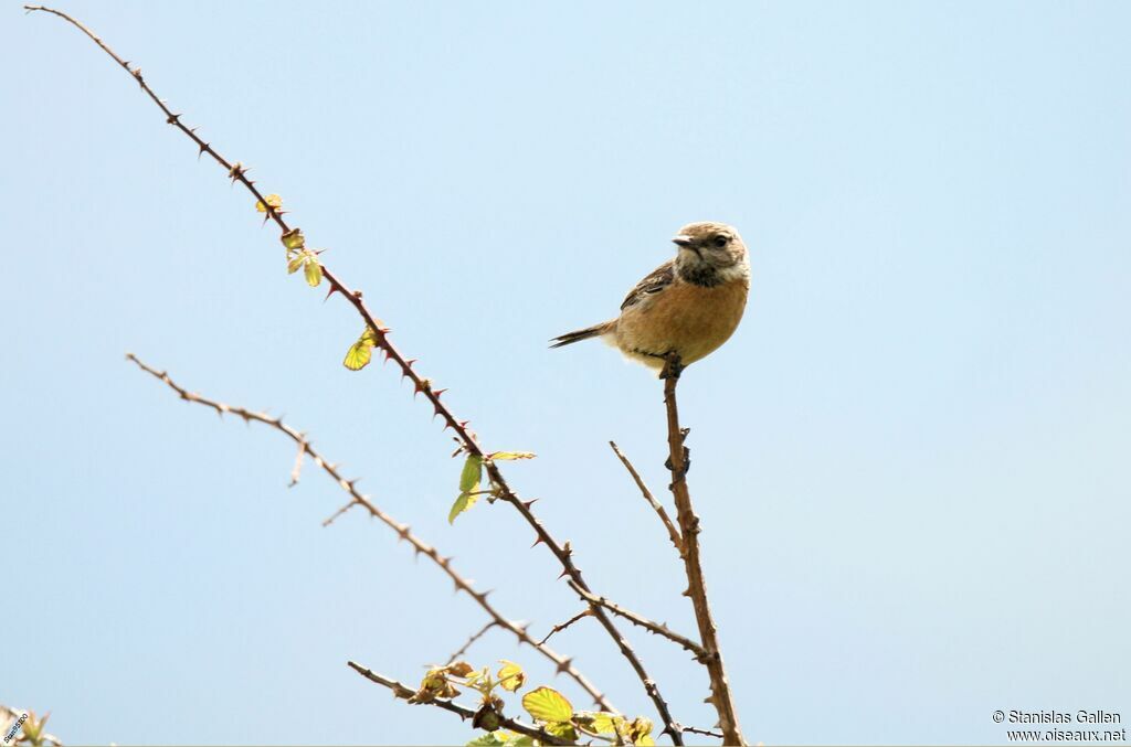 European Stonechat female adult breeding, close-up portrait