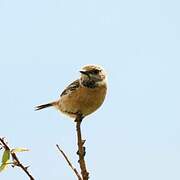 European Stonechat