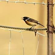 European Stonechat