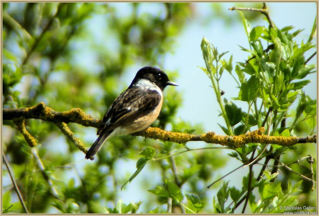 European Stonechat male adult breeding, close-up portrait