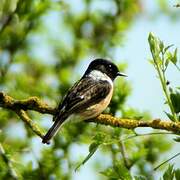 European Stonechat