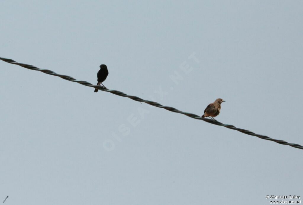 Pied Bush Chatadult