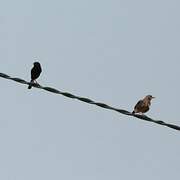 Pied Bush Chat