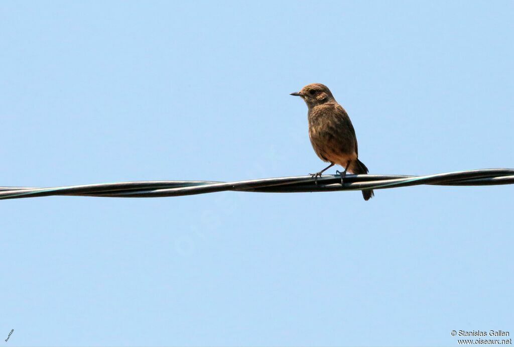 Pied Bush Chat female adult