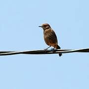 Pied Bush Chat