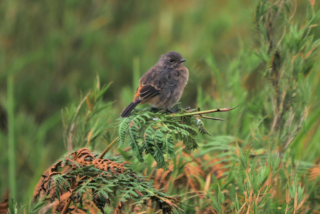 Pied Bush Chat female adult