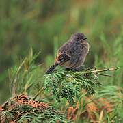 Pied Bush Chat