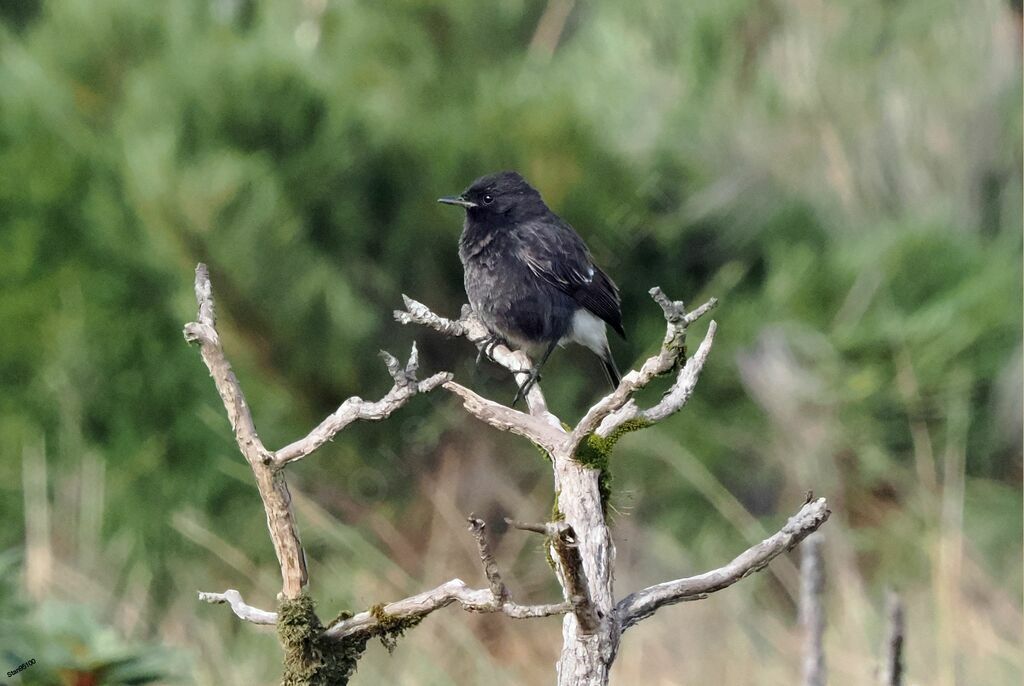 Pied Bush Chat male adult