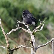 Pied Bush Chat