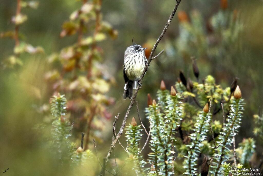 Taurillon mésange mâle adulte nuptial