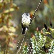 Tufted Tit-Tyrant