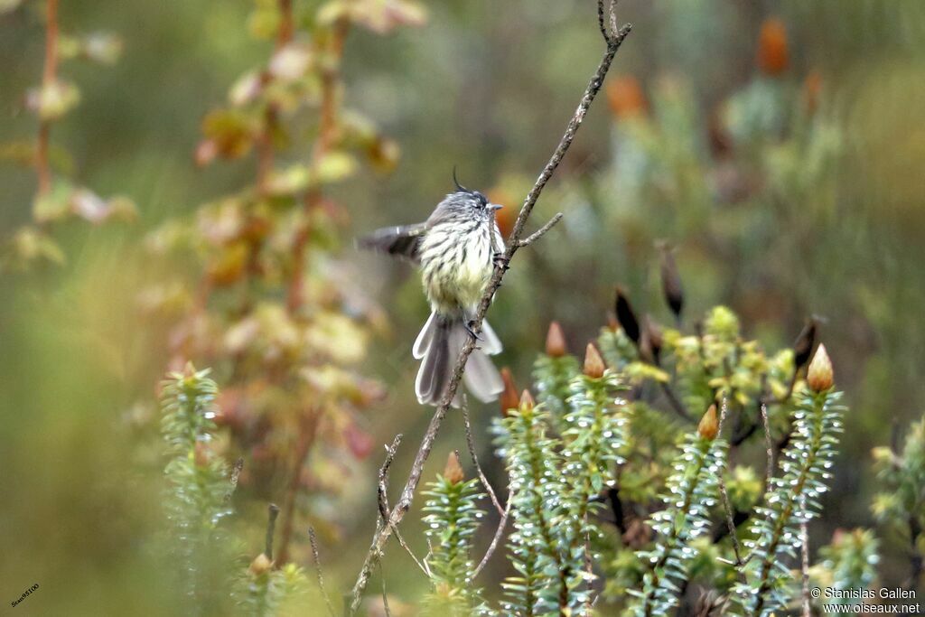 Taurillon mésange mâle adulte nuptial